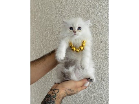 British longhair silver point yavrular