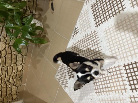 Süs köpeği