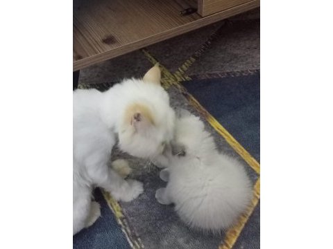 Scottish fold