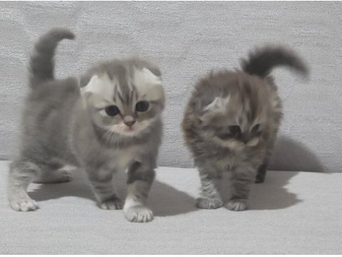 Scottish fold 2 dişi ve 2 erkek bebek