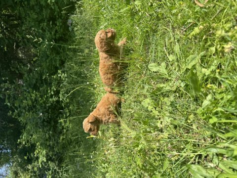 Anne altından maltipoo yavrularımız