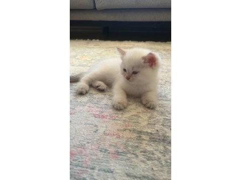 British shorthair ballar hazırlar