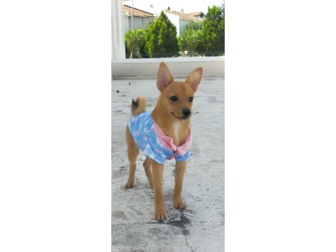 A kalite chihuahua bebekler