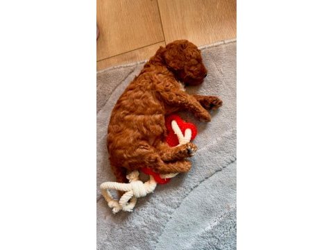 2 aylık dişi erkek poodle yavrularım