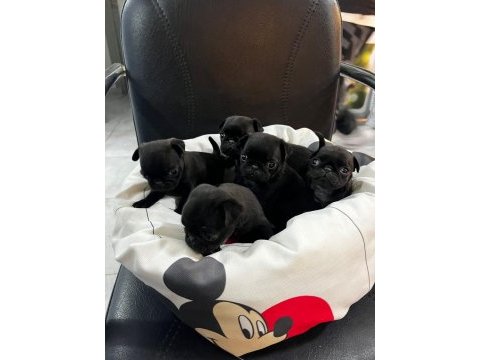 Her renk her çeşit pug yavrularımız