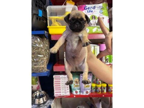 Pug (rıfkı) yavrularım sağlık ve ırk garanti