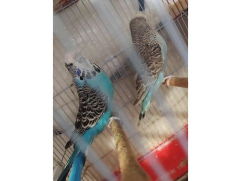 1 çift jumbo muhabbet kuşu