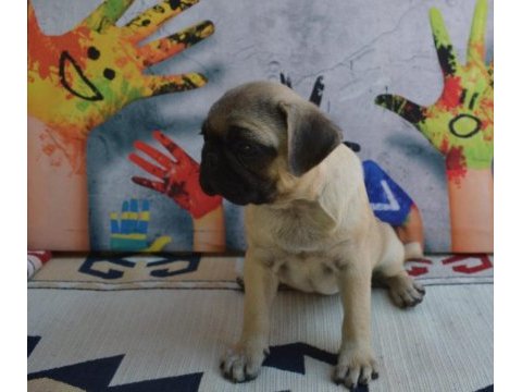3 adet dişi pug bebek
