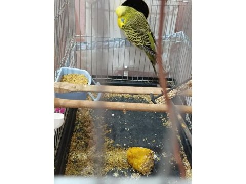 Şov jumbo erkek damızlık muhabbet kuşu