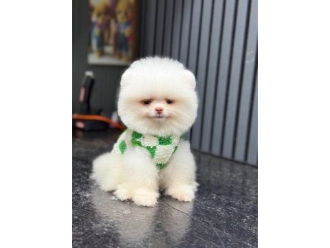 Pamuk şekeri pomeranian boo