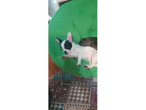 Köpeklerimiz sahiplerini bekliyorlar