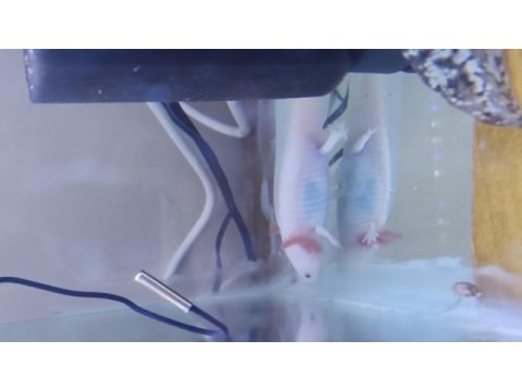 Sağlıklı axolotllar