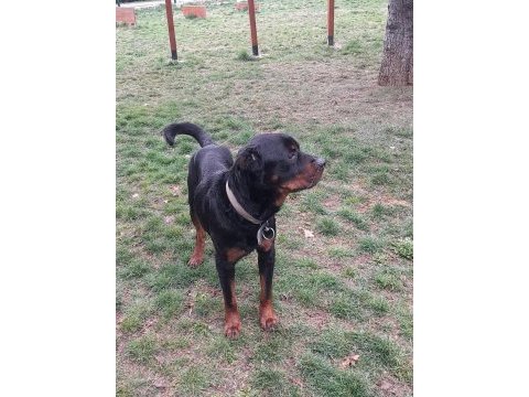 Koca kafa rottweiler eğitimlidir 1 yaşında