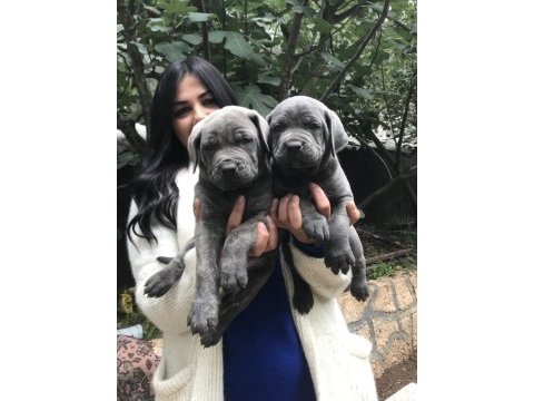 Blue dev gibi cane corso yavrularım