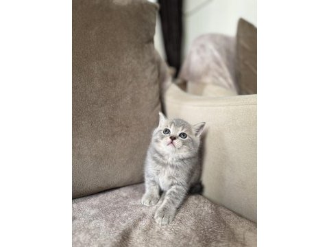 Silver british shorthair disi