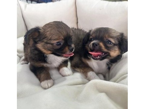 Yavru chihuahua