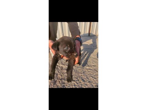 Anne cane corso baba labrador ücretsiz sahiplendirme