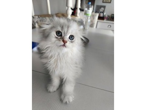 Safkan erkek kedimiz