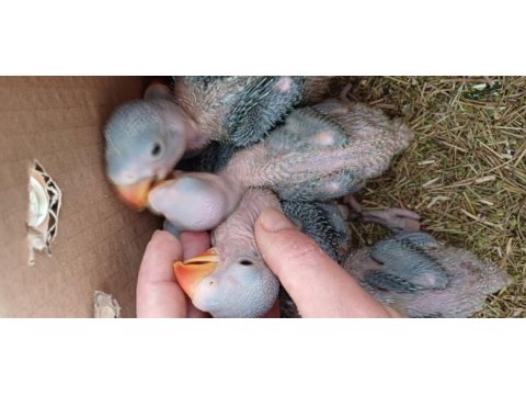 Bebek minnoş alexander papağanlar