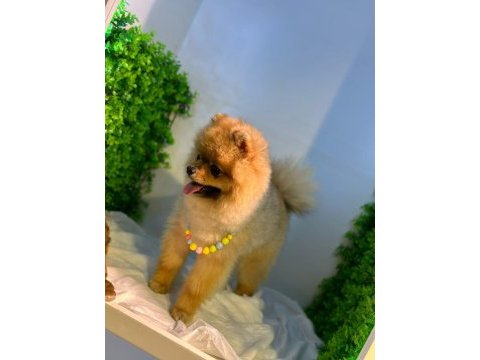 A+kalite pomeranian boo bebekler ayı surat