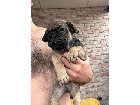 Dişi french bulldog