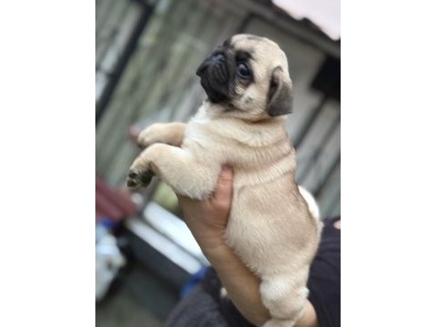 Erkek pug mops köpeğimiz