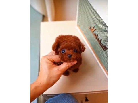 Micro boy poodle yavrularımız