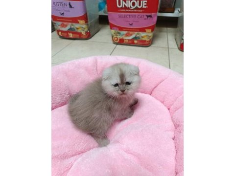 Scottish fold ve scottish straight yavrularım