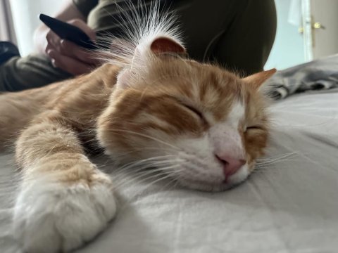 Çok tatlı ve oyuncu bir kedi yuva arıyor acil