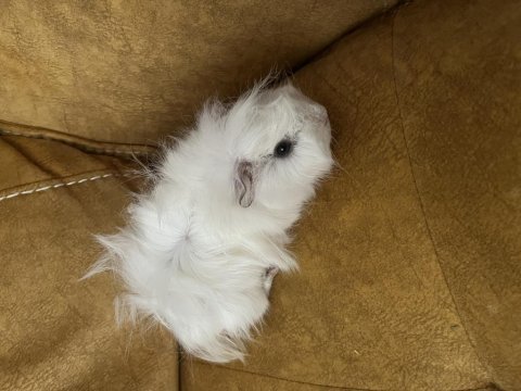 3 aylık dişi ginepig
