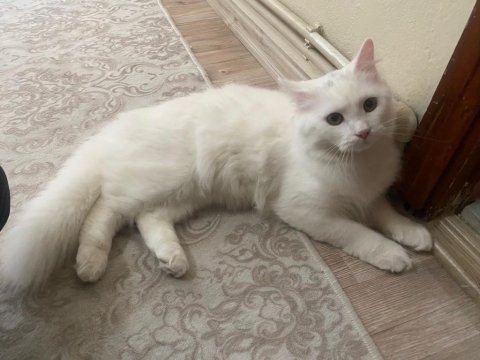 Uysal ve eğitimli kedimiz yeni yuvasını arıyor