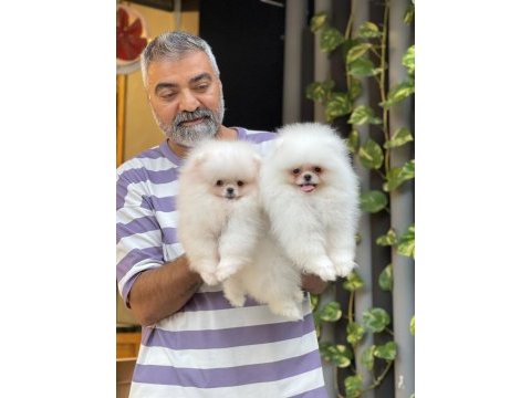 Orjinal pomeranian boo