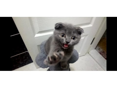 Sevimli scottish fold