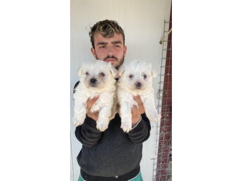 0 numara beyaz maltese terrier yavrular