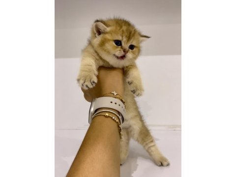 Safkan golden ny11 dişi british shorthair