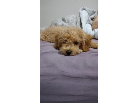 90 günlük toy poodle