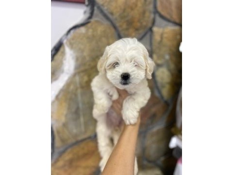 A kalite maltese yavruları 0 beden