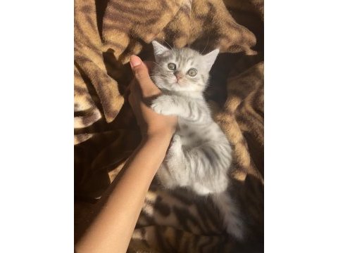 Çok sevimli oyuncu sağlıklı dişi british shorthair bebeğimiz