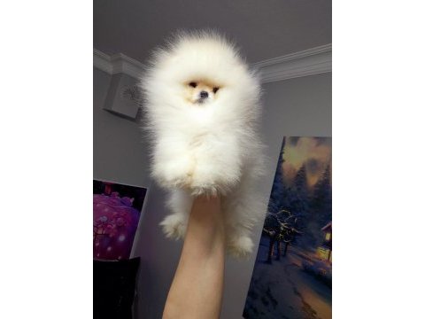 Pomeranian boo bebekler