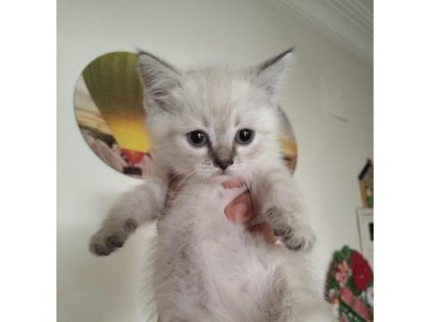 3 adet bluepoint maviş scottish fold gözler