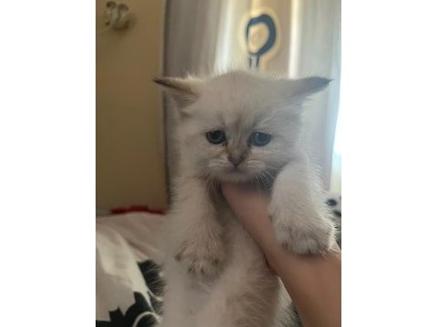 Kuru mama ve tuvalet eğitimli british shorthair