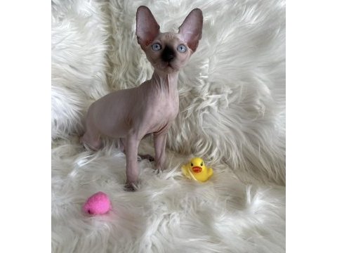 Sphynx yavru kedimiz