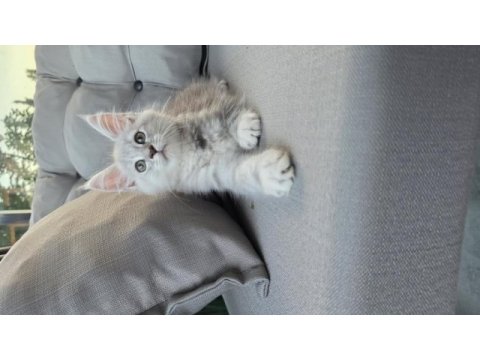 Uyguna dev maine coon