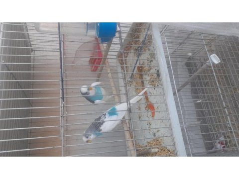 Muhabbet kuşu muhteşem renkte çift