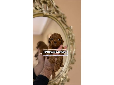 Toy poodle dişi erkek