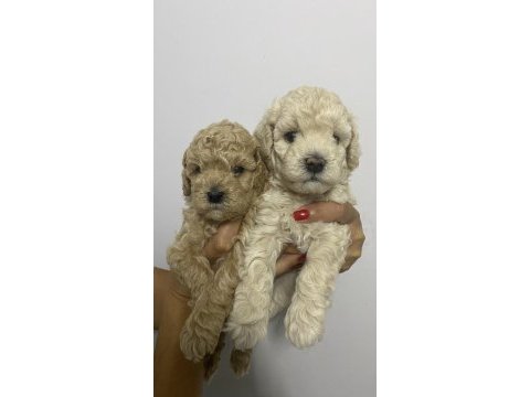 Apricot renk erkek tam toy poodle yavrular