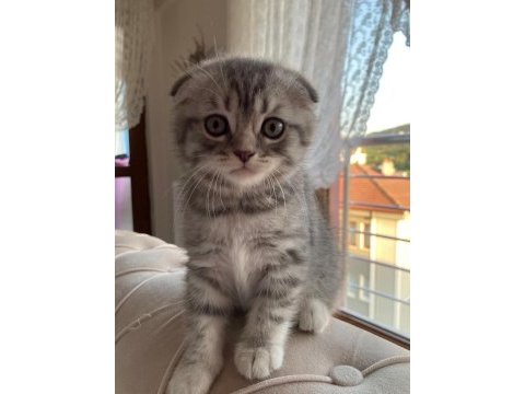 British ve scottish fold yavrularım