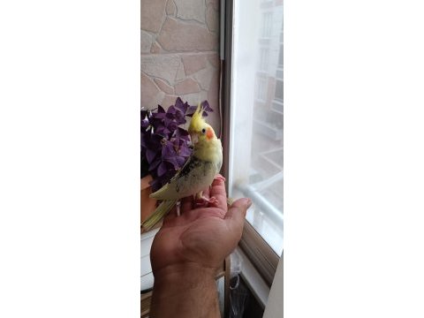 Ev üretimi ele alışık sultan papağanı yavruları