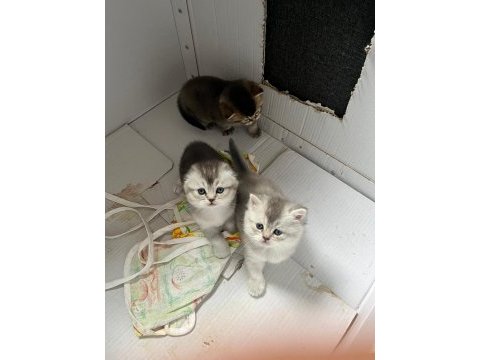 Blue point silver point british shorthair