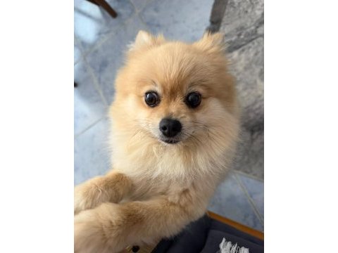 3 yaşında pomeranian